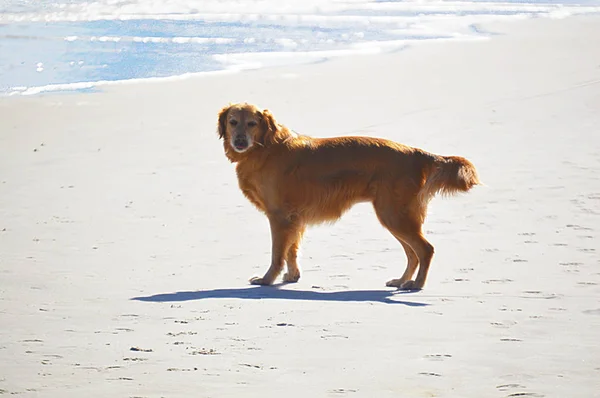 Dog Beach Enjoying Weather — Stock Photo, Image