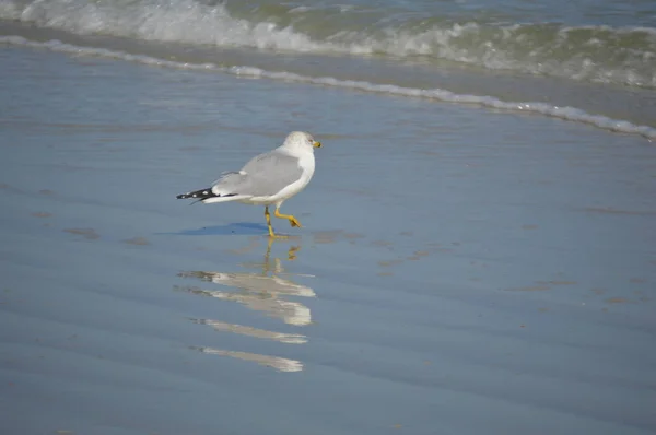 Gaviota Pájaro Playa Foto —  Fotos de Stock