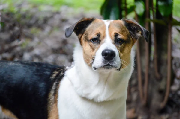 Retrato Bonito Imagem Cão — Fotografia de Stock