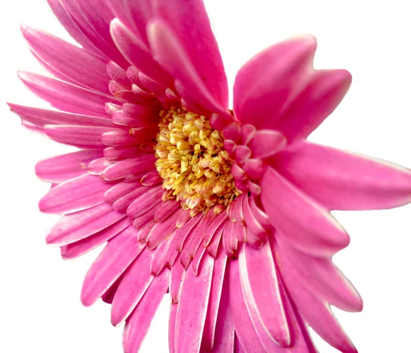花ピンク ガーベラ白で隔離 — ストック写真