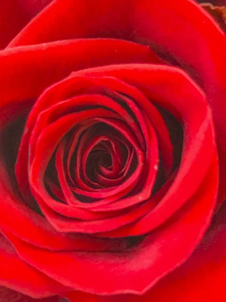 Red rose picture background