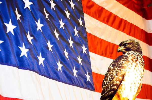 Usa Bandiera Con Aquila Uccello Copia Spazio Sfondo — Foto Stock