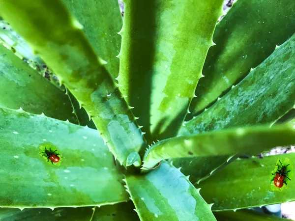 Planta Aloe Con Mariquitas Alrededor —  Fotos de Stock