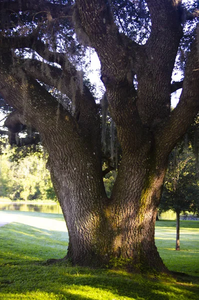 Albero Tronco Radici Natura Parco Ambiente Immagine Sfondo Modello — Foto Stock