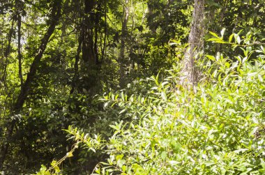Doğa yaprak ağaçları baharda yeşil çimenler sert güneş ışığı ormanı arkaplan resmi