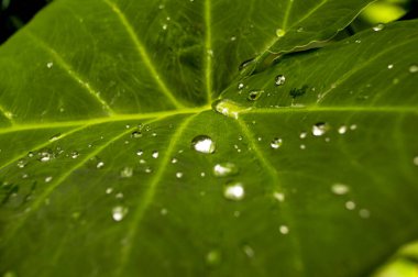 Fil kulaklı yeşil yaprak bitkisi. Su damlaları, resim arkaplan şablonu.