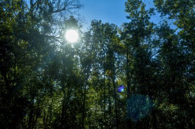 Güneşli bir günde ağaçlar ormanı arkaplan resmi