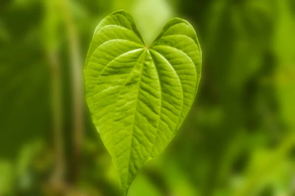 Daun Bentuk Hati Gambar Gambar Latar Belakang — Stok Foto