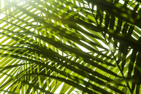 Palmera Verde Sobre Fondo Blanco —  Fotos de Stock