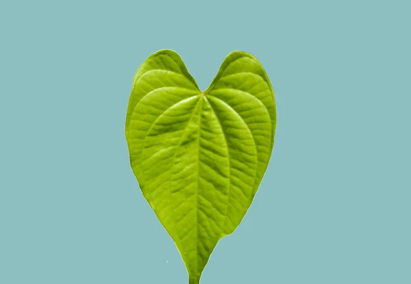 Heart Shaped Leafs Nature Plant Background Picture Image — Stock Photo, Image