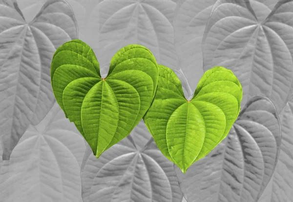 Corazón Forma Hojas Naturaleza Planta Fondo Imagen —  Fotos de Stock