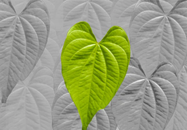 Corazón Forma Hojas Naturaleza Planta Fondo Imagen —  Fotos de Stock