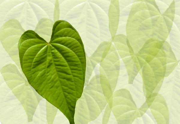 Corazón Forma Hojas Naturaleza Planta Renderizar Fondo Imagen —  Fotos de Stock