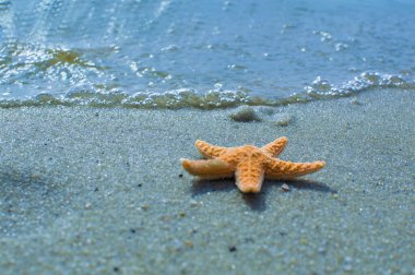 Deniz yıldızı Güneşli Yaz Sahil Cenneti 'nde