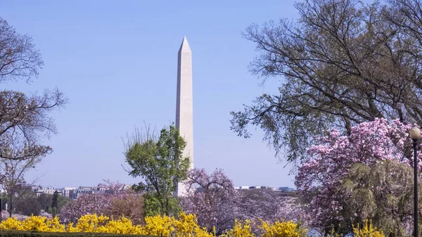 Flor Cerejeira Monumento Washington Obelisco Washington National Mall — Fotografia de Stock