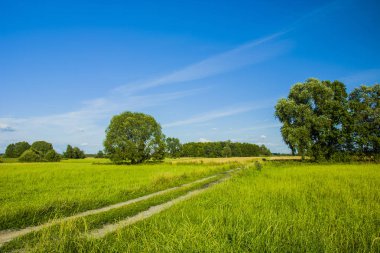 Yeşil çayırlar yolda