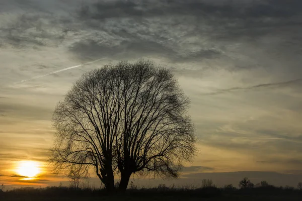Blick Auf Einen Baum Bei Sonnenuntergang — Stockfoto