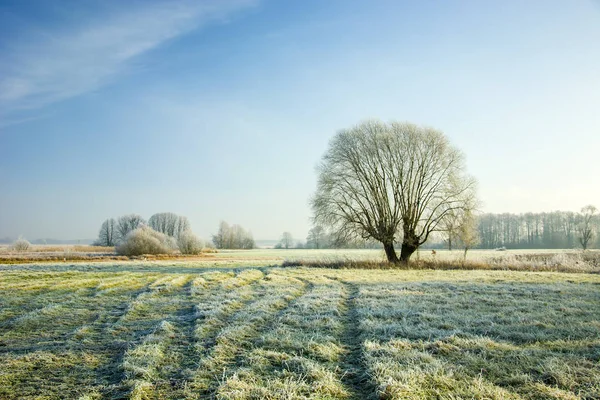 Frost bir çayır ve büyük tek ağaç