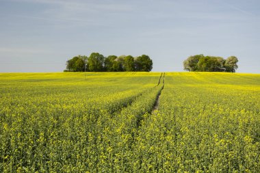 Tecavüz alan ve ağaçlar tepe üzerinde bir grup