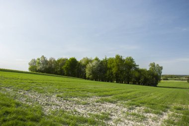 Küçük orman hill ve yeşil çayır üzerinde büyüyen