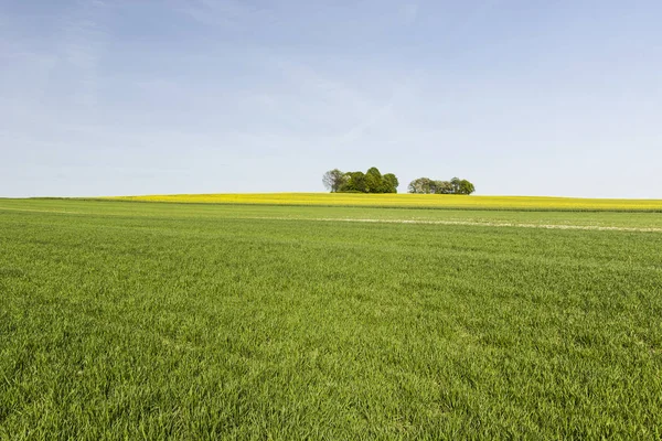 Grupo de árboles en el horizonte sobre los campos —  Fotos de Stock