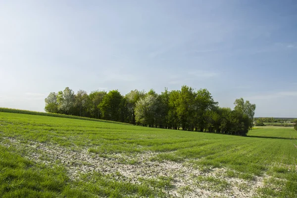 Küçük orman hill ve yeşil çayır üzerinde büyüyen