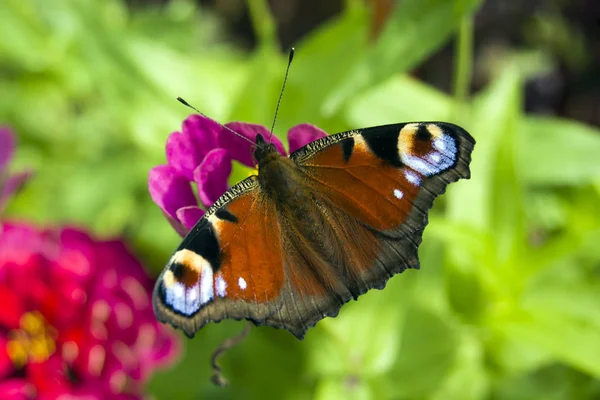 Peacock πεταλούδα στον κήπο — Φωτογραφία Αρχείου