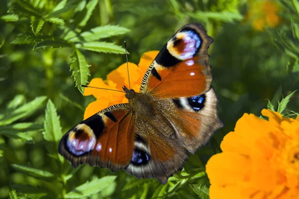 Метелик павича крупним планом — стокове фото
