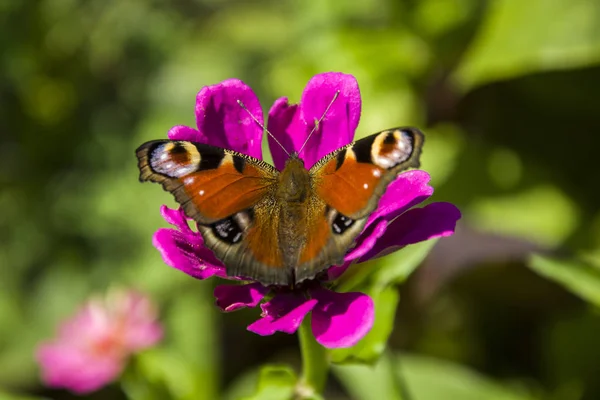 Πεταλούδα παγώνι και ένα ροζ λουλούδι — Φωτογραφία Αρχείου
