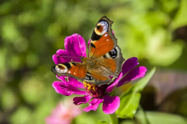 Pfauenschmetterling und rosa Blütenblätter — Stockfoto