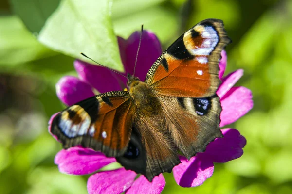 Large peacock butterfly — Stock Photo, Image