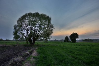 Günbatımı ve alanında büyük ağaç