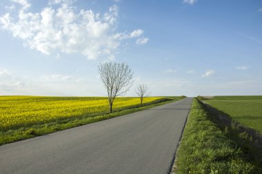 Asfalt yol, ağaçların yaprakları ve tecavüz alan