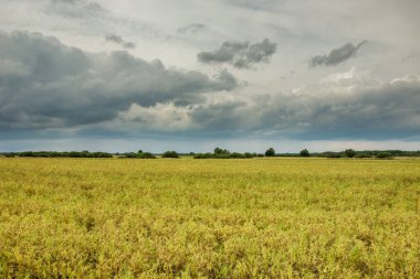 Geniş fasulyeli sarı tarla ve bulutlu gökyüzü