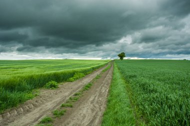 Yeşil tarlalar, ufuklar ve kara bulutlar arasındaki toprak yol.
