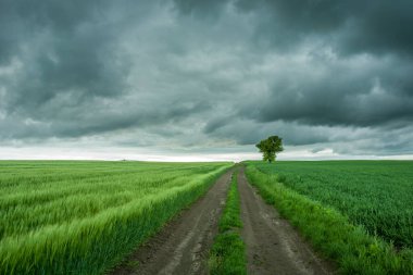 Yeşil tarlalar, yalnız ağaçlar, ufuklar ve kara bulutlar arasında toprak yol.