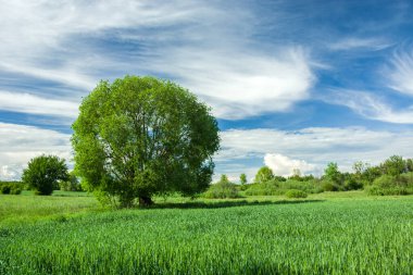Yeşil tahıl tarlasında yetişen ağaç ve mavi gökyüzünde beyaz bulutlar.