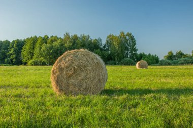 Güneşli bir çayırda, yeşil bir ormanda ve berrak gökyüzünde saman balyaları uzanır.