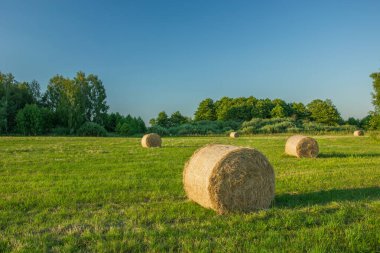 Çayır, yeşil orman ve açık gökyüzünde duran saman balyaları.
