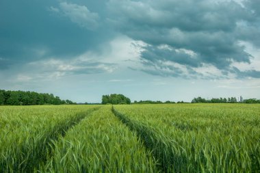 Yeşil bir tarlada tekerlek izleri, ufukta ağaçlar ve gökte fırtına bulutları