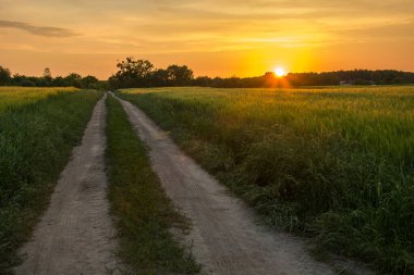 Ufukta batan güneş, yeşil tarlalar ve köy yolu.