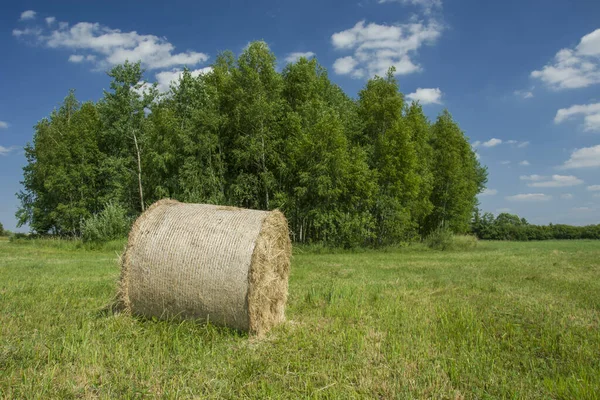 牧草地、木々や青空に横たわる単一干し草の俵 — ストック写真