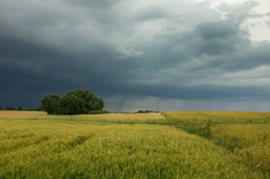Sarı taneli bir tarlanın üzerinde kara yağmurlu bulut