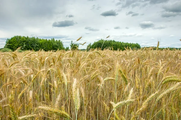 Gyllene öron av säd, skog och blå moln på himlen — Stockfoto