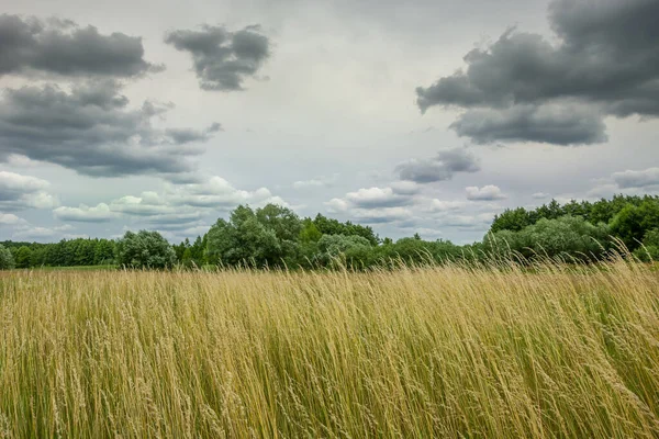 Gelbes Gras auf der Wiese, Bäume und graue Wolken — Stockfoto