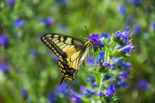 Метелик жовтий ластівка, натягнута на синю квітку — стокове фото