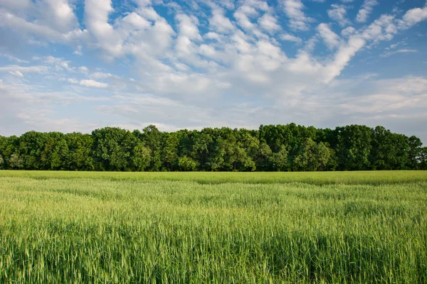 Cereales verdes jóvenes en el campo, bosque en el horizonte y nubes en el cielo — Foto de Stock