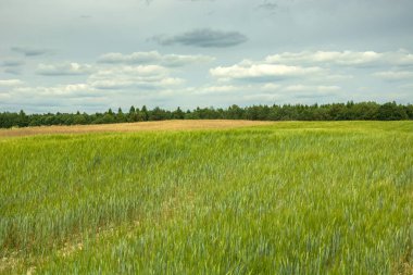 Tahıl, ufuk ve gri bulutlu yeşil alan manzarası