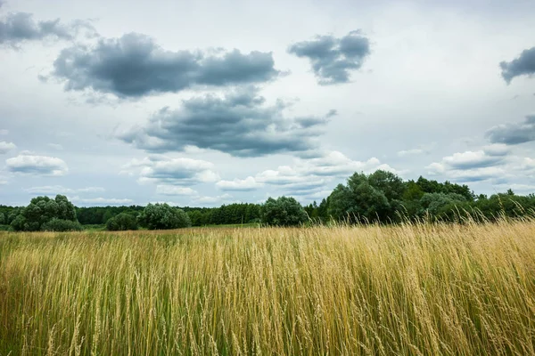 Wildes gelbes Gras, Bäume am Horizont und graue Wolken — Stockfoto