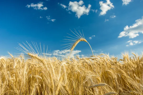 Gyllene öron av korn och himmel — Stockfoto